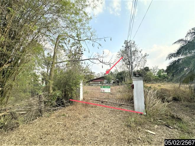 บ้านเดี่ยวหลุดจำนอง ธ.ธนาคารกสิกรไทย อำนาจเจริญ เมืองอำนาจเจริญ บุ่ง